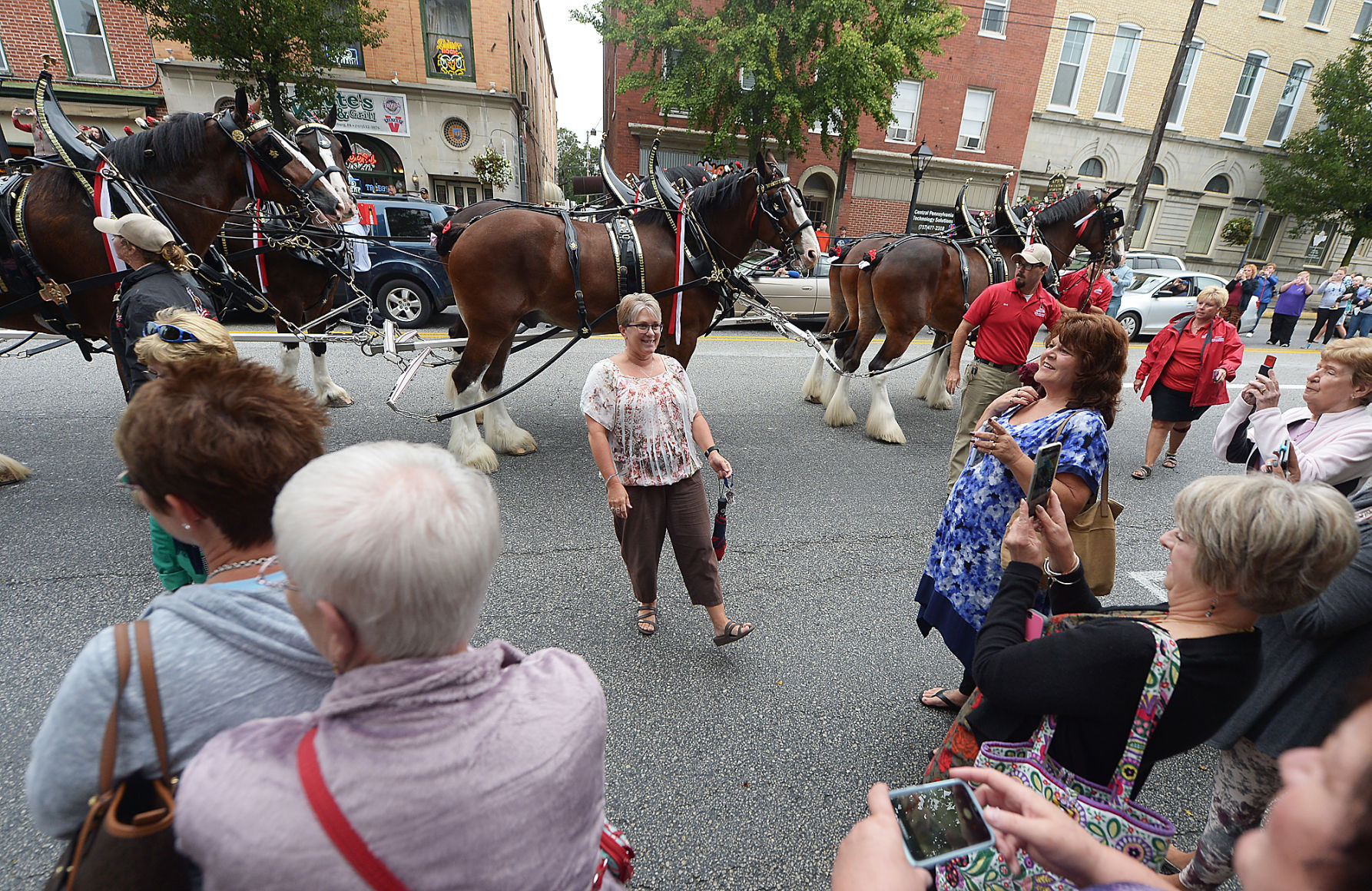 Budweiser Clydesdales Visit Shippensburg